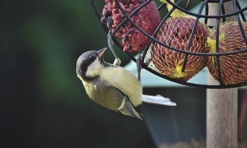 Consejos de alimentación de aves de primavera