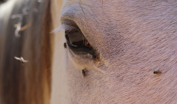 Tips To Prevent Barn Flies