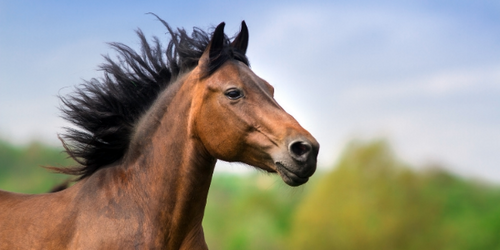 La importancia de las grasas en la nutrición del caballo