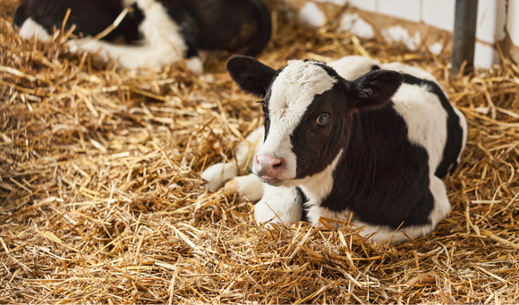 Overcoming Calf Health Issues