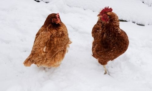 Consejos para el cuidado de las aves de corral en invierno
