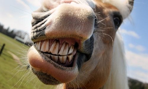 Cuidado dental del caballo