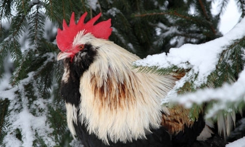 El cuidado de las gallinas de traspatio en invierno