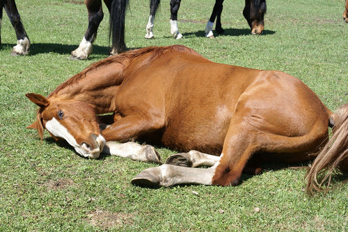 Privación del sueño en caballos