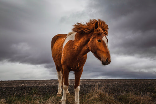 El cuidado de los cascos de su caballo en condiciones húmedas