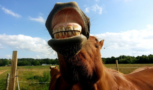 Cuidado dental del caballo