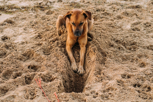 Por qué su perro cava y cómo detenerlo