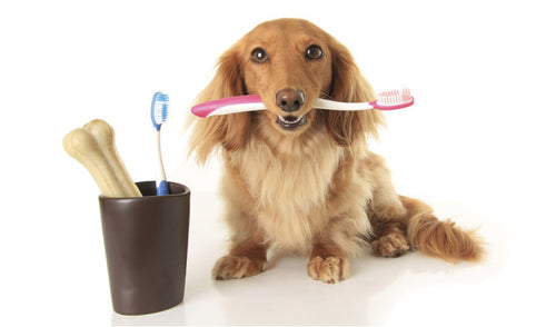 Prácticas dentales saludables para mascotas