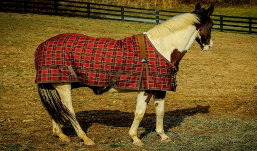 Everything You Need to Know About Horse Blankets