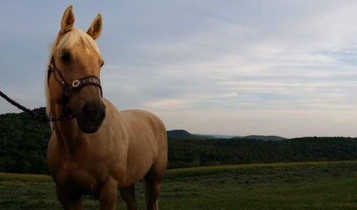 Cómo virar a tu caballo correctamente