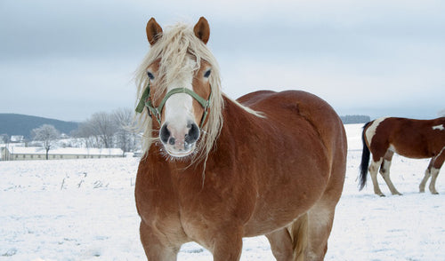 Lista de verificación de cuidado de caballos de invierno