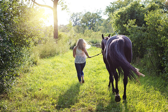 How Climate Change Effects Horses – And How to Tame It