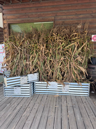 A large harvest of dried corn stalks in metal galvanized crates on a wooden porch in front of a log cabin.