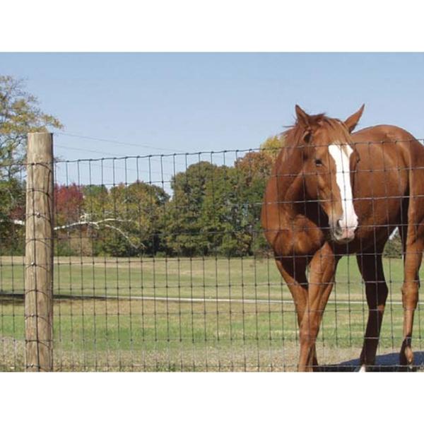 Valla eléctrica para caballos fotografías e imágenes de alta