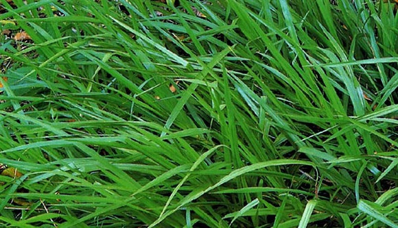 planting bermuda grass seed in florida Bermuda Grass Seed - Lakeland, FL