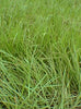 Semilla de hierba Pensacola Bahia