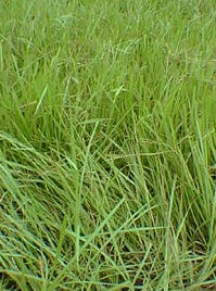 Pensacola Bahia Grass Seed - Lakeland, FL