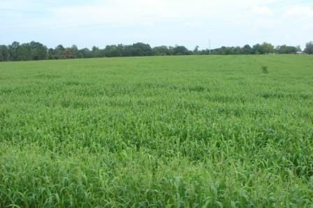 herbicide for brown top millet Brown Top Millet Grass Seed