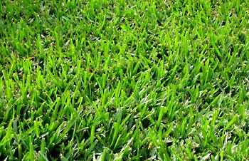 planting bermuda grass seed in florida Bermuda Grass Seed