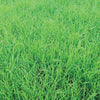 Semilla de hierba de centeno anual del golfo