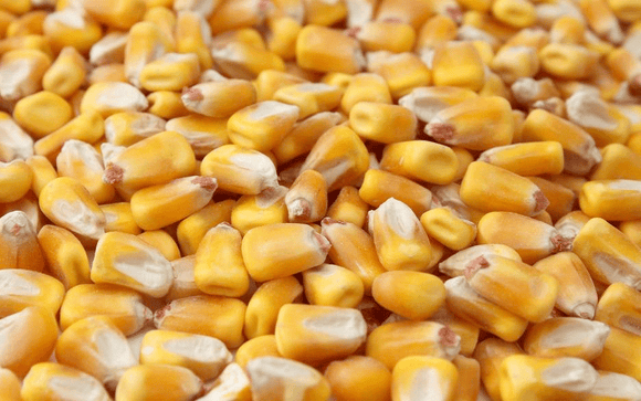 Clean Whole Corn 50lbs